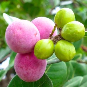 Fruits that start with I - Icaco